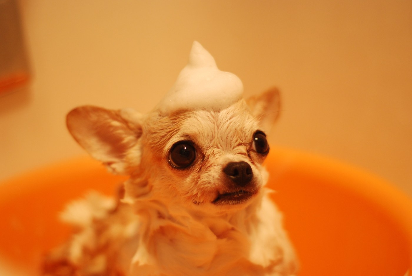 Dog dental health