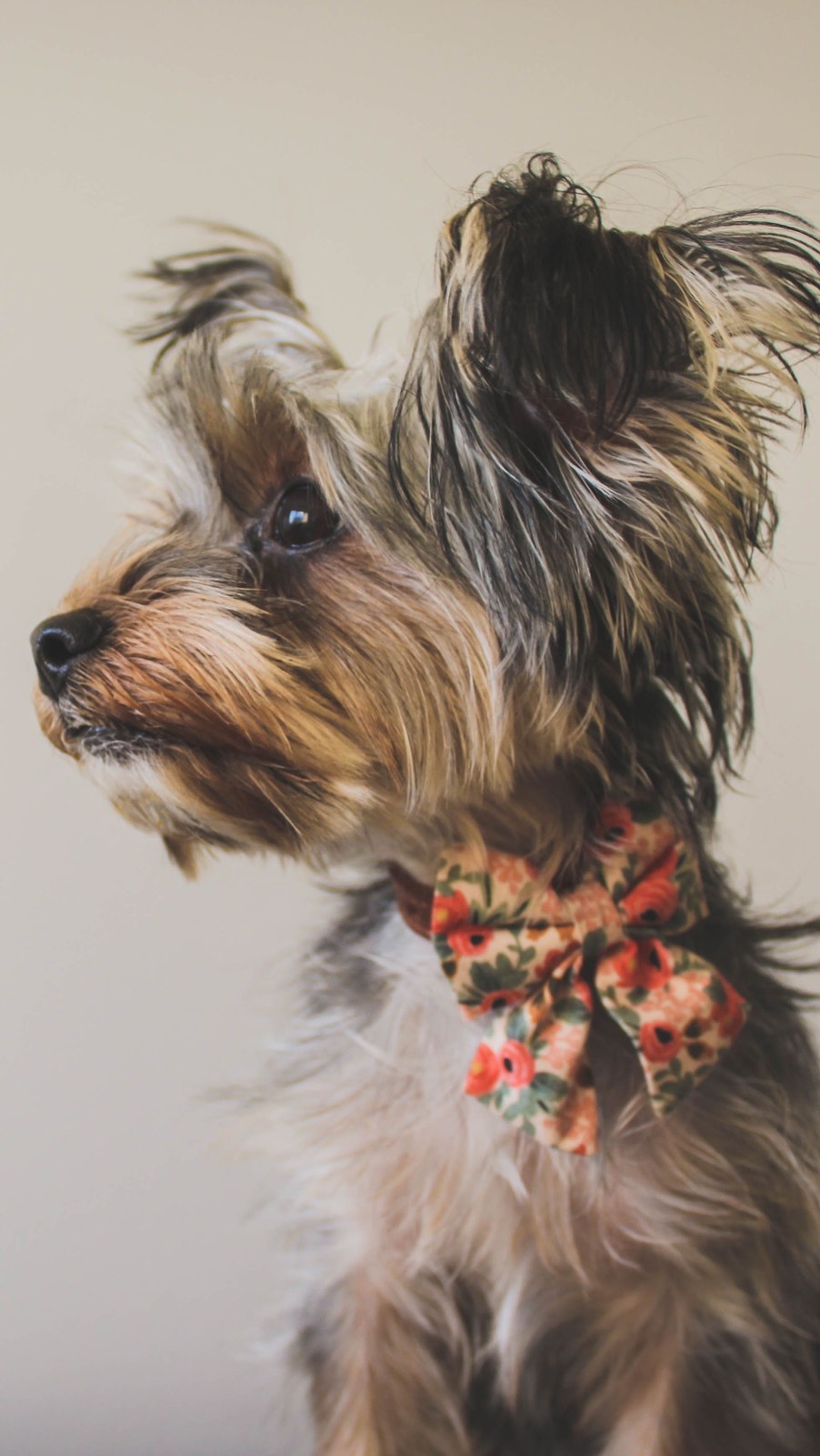 Bows & bandanas