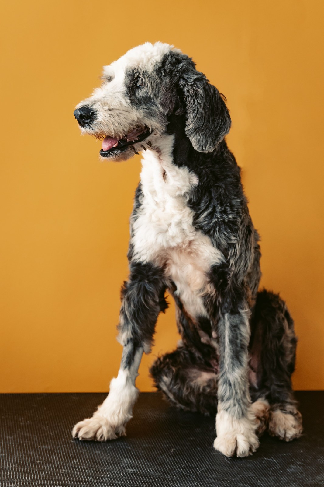 Post-groom confidence